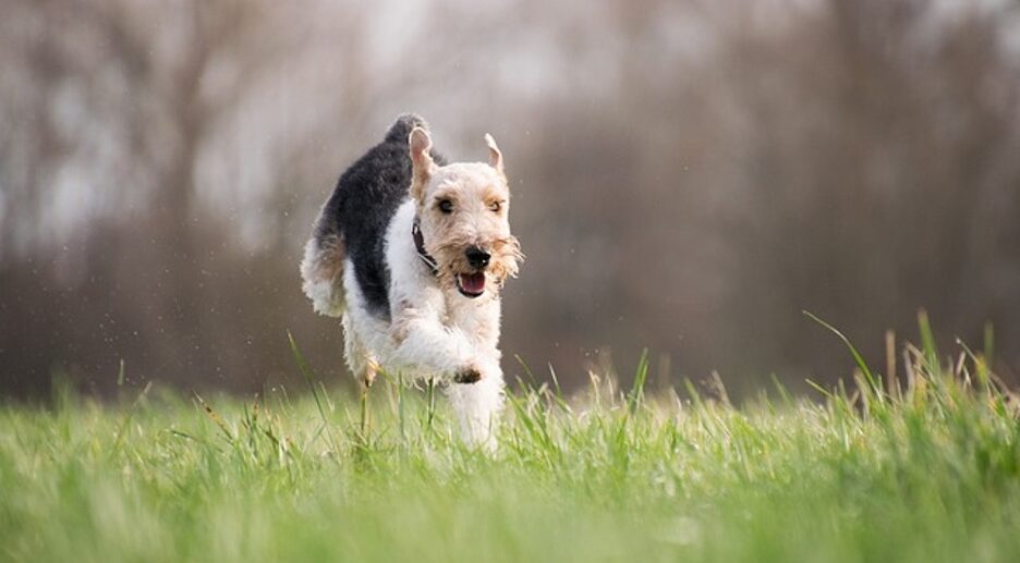 A schnauzer dog is mid run through a grassy field