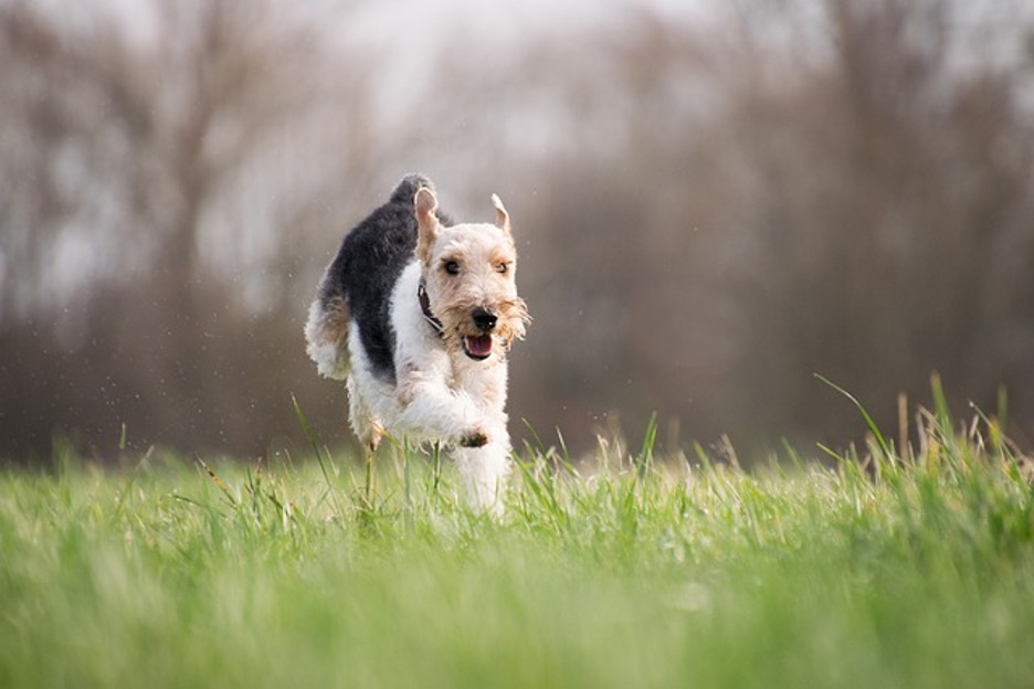 Best Flea and Tick Collar for Dogs: Our Top Picks