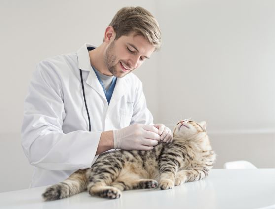 Flea and Tick Medication for Cats: What You Need to Know
