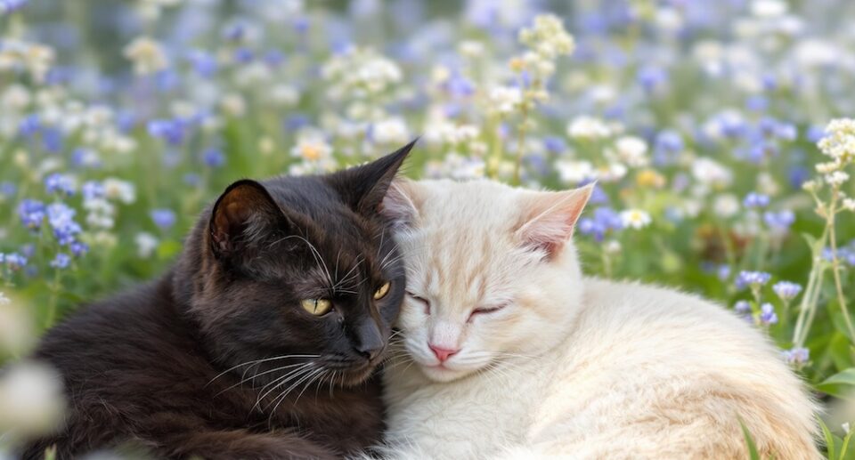 black and white cats lying outdoors together