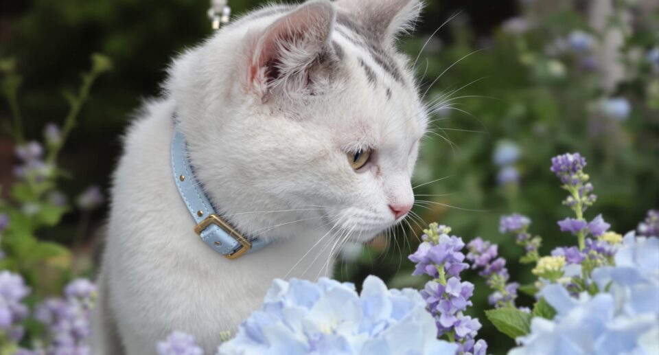 cat on a leash looking at flowers