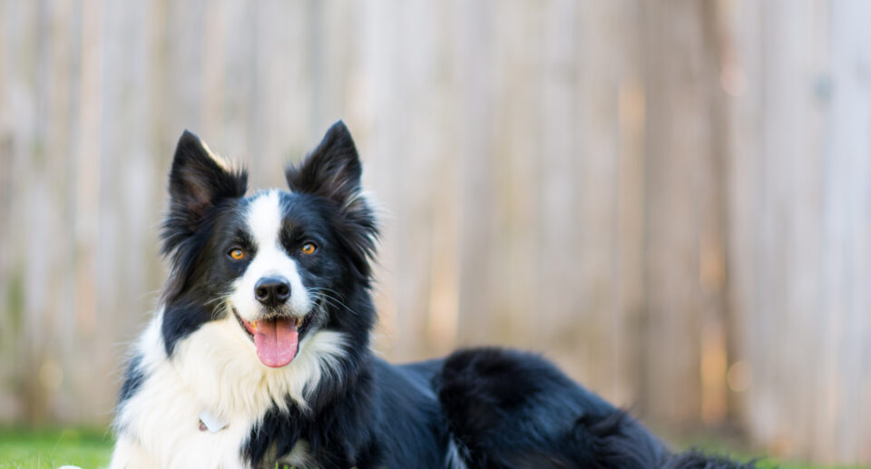 All About Your Border Collie: Care Guide and Breed Info