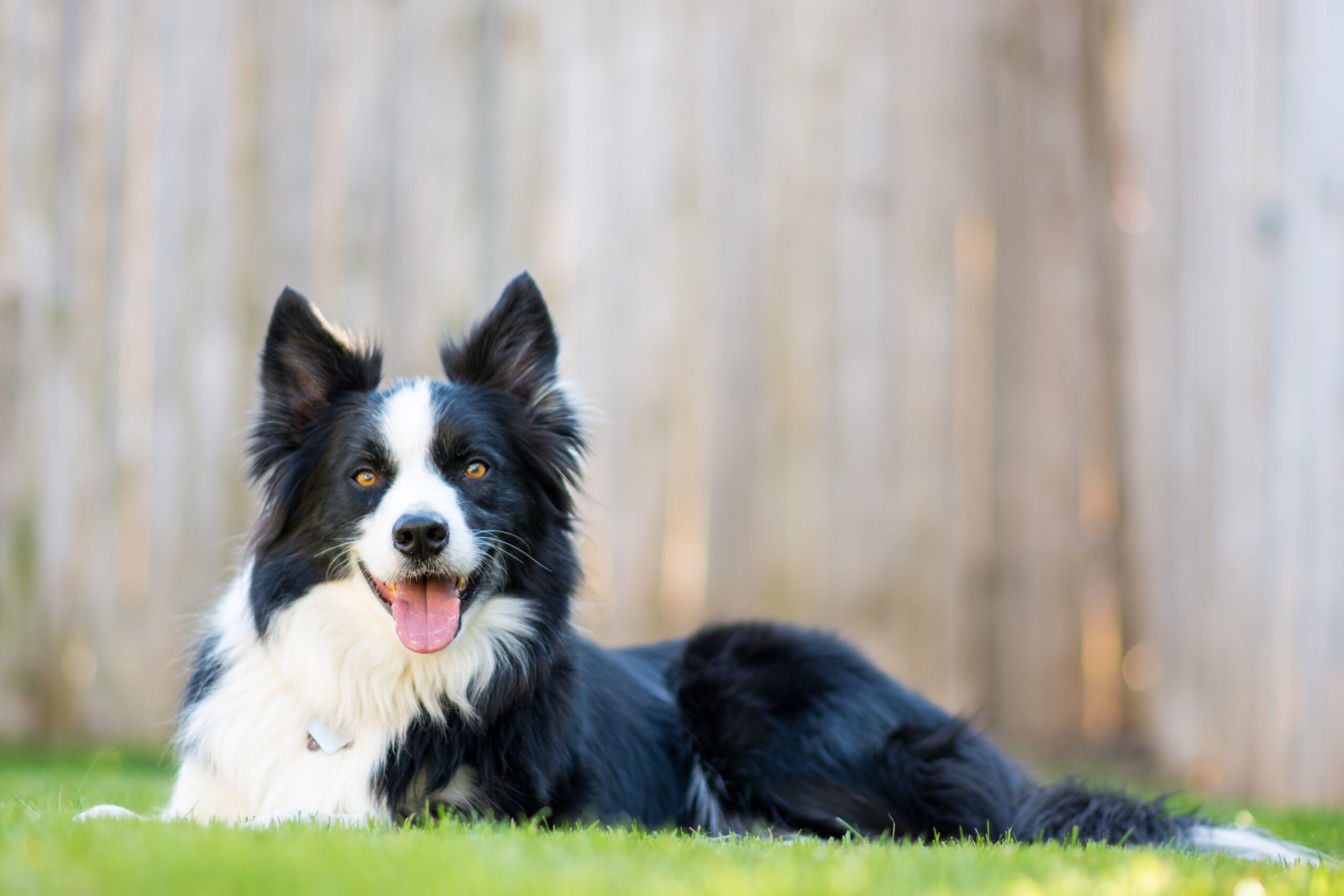 All About Your Border Collie: Care Guide and Breed Info