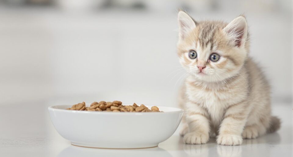 kitten-beside-a-bowl-of-food
