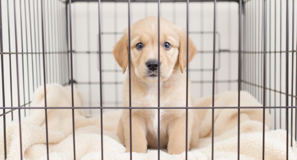 6 Easy Steps to Successfully Crate Train Your Puppy