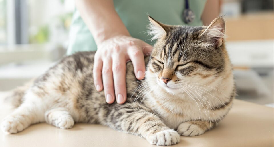 a vet's hand over a cat