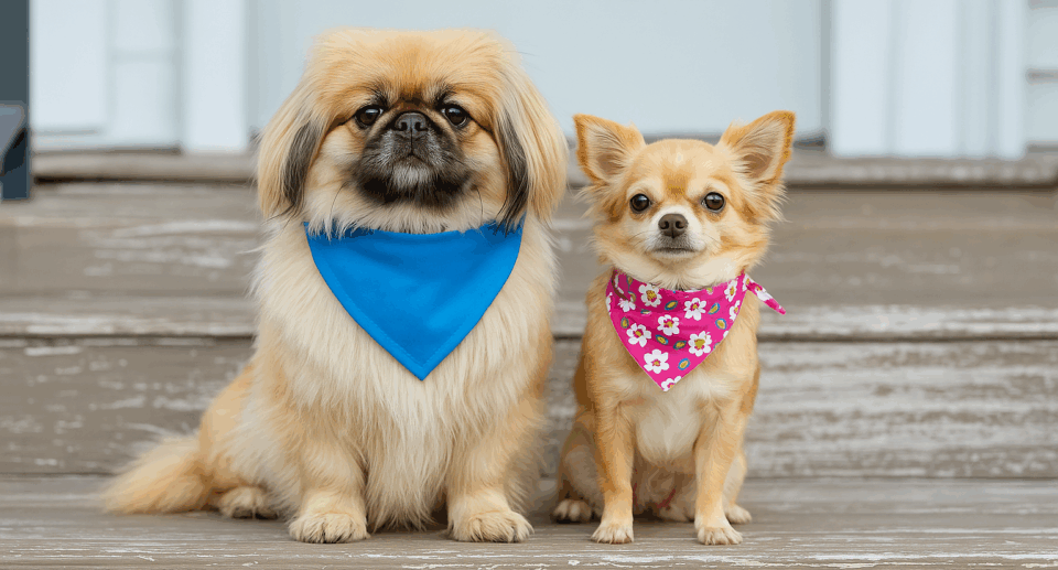 6 Tips to Help Two Dogs Thrive: What I Wish I Knew Before Getting a Second Dog
